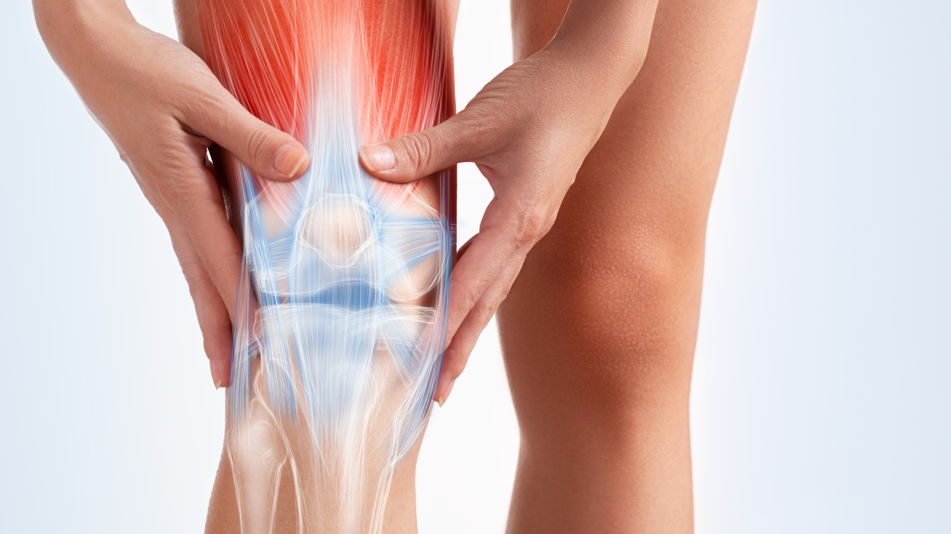 Medical image of muscles, tendons and joint of a human knee